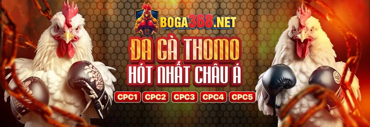 Đấu trường đá gà trực tiếp